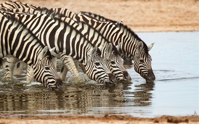 zebras, lago, noite, p&#244;r do sol, a vida selvagem, animais selvagens, zebras beber &#225;gua, Tanz&#226;nia, &#193;frica