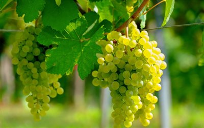 white grape, harvest, fruits, vineyard, grapes, evening, sunset