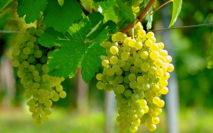 white grape, harvest, fruits, vineyard, grapes, evening, sunset