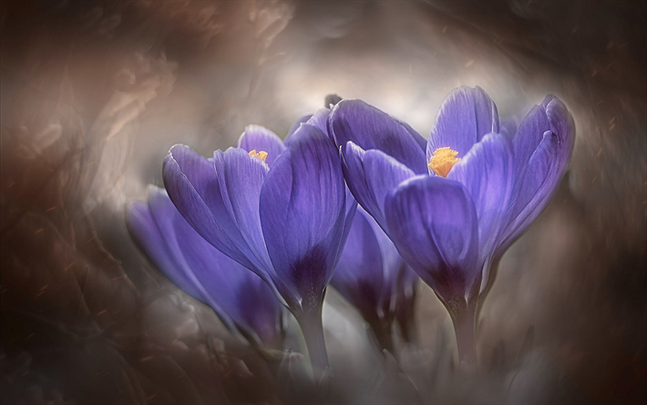 crochi, fiori primaverili viola, sfondo con crochi, fiori primaverili, primavera, crochi viola