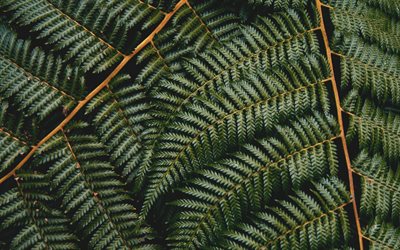 green fern leaves, green natural texture, fern texture, leaves, environment, ecology concepts