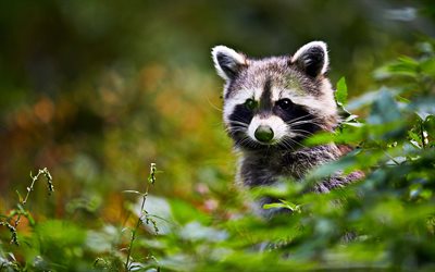 Raccoon, bokeh, wildlife, funny animals, raccoon in forest, Procyon lotor