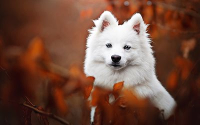 Samoyed, bokeh, white dog, autumn, cute animals, furry dog, dogs, pets, Samoyed Dog