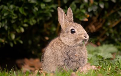 rabbit, wildlife, gray rabbit, green grass, cute animals
