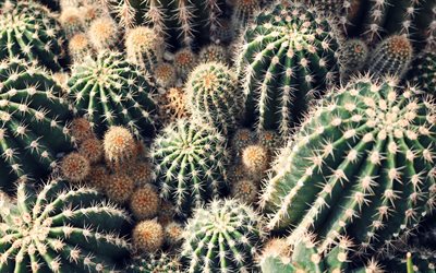 cactus, greenhouse, green cactus, flowers with needles, background with cactuses