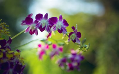 orchidée, fleurs violettes, de l'orchidée de la branche, orchidées violettes, de belles fleurs tropicales