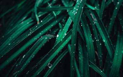 green leaves with dew, morning, dew drops, green natural background, ecology, environment, leaves texture