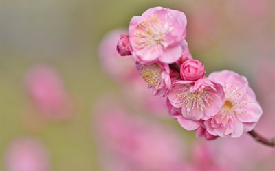 cerisiers en fleur, sakura, rose de fleurs, de cerise, de fleurs de printemps, printemps