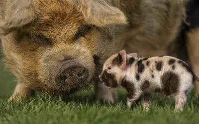 little piggy, pink pig with black spots, cute animals, pigs, farm