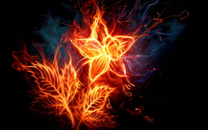 burning flower, darkness, fire flames, abstract art, flower of fire, flowers, smoke, flower on fire