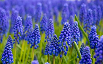 hyacinth, purple wildflowers, purple spring flowers, spring, beautiful flowers