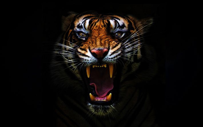 angry tiger, darkness, jaws, predators, fangs, black background, tiger, Panthera tigris