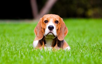 Beagle, verde hierba, c&#233;sped, mascotas, perros, animales divertidos, Perros de raza Beagle