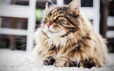 Persian Cat, 4k, close-up, fluffy cat, cats, yellow eyes, domestic cats, pets, Persian