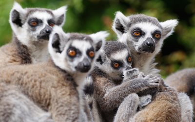 Lemur, Madagaskar, vilda djur, s&#246;ta djur, Lemuriformes