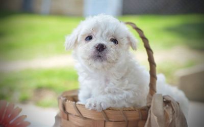 4k, Bichon Frise, puppy, furry dog, pets, dogs, white dog, Bichon Frise Dog, cute animals