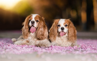 Cavalier King Charles Spaniel, white brown dogs, a small spaniel, cute animals, pets, toy dog