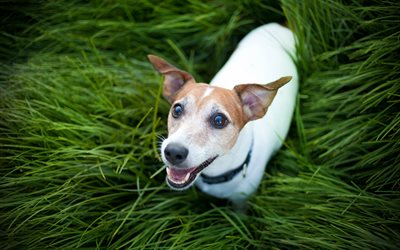 4k, ジャックラッセルテリア, 緑の芝生, ペット, 犬, かわいい動物たち, ジャックラッセル犬