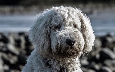 Cockapoo, close-up, curly dog, puppy, pets, dogs, funny dog, Cockapoo Dog