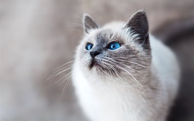 Ragdoll, fluffy gray cat, blue eyes, cute animals, pets, cats