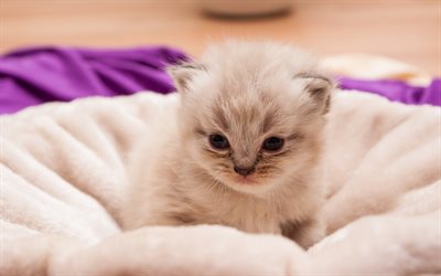 4k, Ragdoll Kitten, cute cat, denectic cat, cute animals, small Ragdoll, cats, ragdoll, pets, Ragdoll Cats