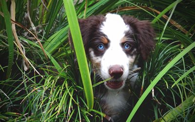 4k, Australian Shepherd, close-up, Aussie, green grass, pets, dogs, Australian Shepherd Dog, blue eyes, Aussie Dog
