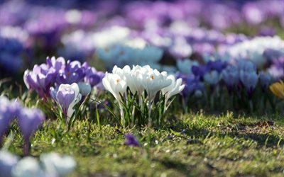 blanc des crocus, des fleurs sauvages de Printemps, crocus violet, le vert de l&#39;herbe