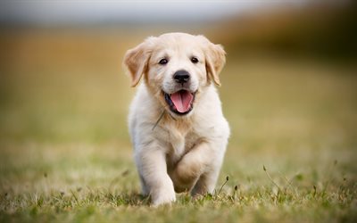 Golden Retriever, cucciolo, labrador, cane che corre, cani, animali domestici, cani cute, piccolo labrador, Golden Retriever Cani