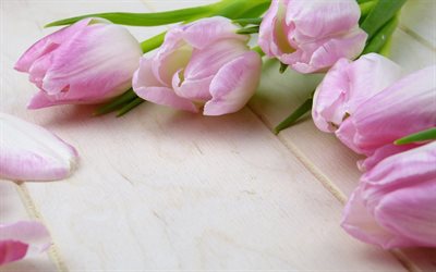pink tulips, spring flowers, buds of tulips, spring, beautiful flowers, floral background