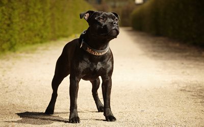 Staffordshire Bull Terrier, 4k, cute dog, forest, dogs, cute animals, pets, black dog, Staffordshire Bull Terrier Dog