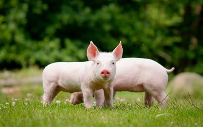 piglets, lawn, small pigs, farm, pigs, funny animals, pets
