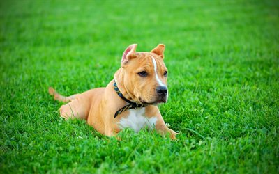 Pit Bull Terrier, 4k, lawn, brown pitbull, dogs, Pit Bull, pets, Pit Bull Dog
