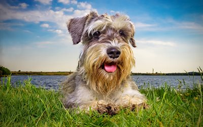 Schnauzer, lawn, close-up, cute animals, pets, gray dog, Schnauzer Dog