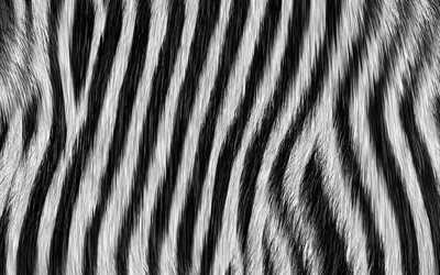 zebra textura, la cebra de lana, blanco, fondo negro, la textura de la piel de cebra, de rayas de la piel, la cebra de fondo