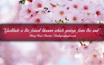 Gratitude is the fairest blossom which springs from the soul, Henry Ward Beecher, calligraphic text, quotes about spring, Henry Ward Beecher quotes, inspiration, background with blossom
