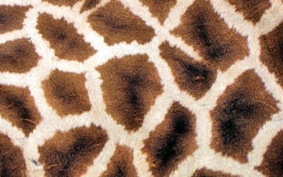 Giraffe skin texture, animal skin texture, giraffe, brown background, brown wool texture