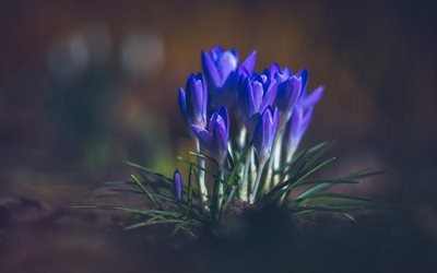 Crocuses, forest flowers, purple spring flowers, forest, blur