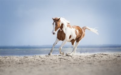 cheval, l&#39;&#233;t&#233;, le cheval blanc avec des taches brunes, &#224; cheval sur la plage, le sable, paysage marin