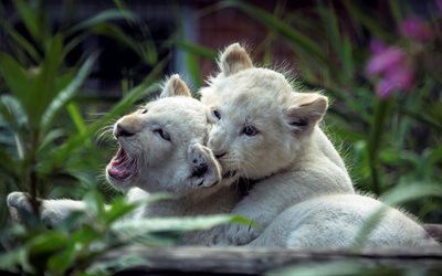 pouco leões, a vida selvagem, animais fofos, filhotes de leões, animais selvagens, leões, Ásia