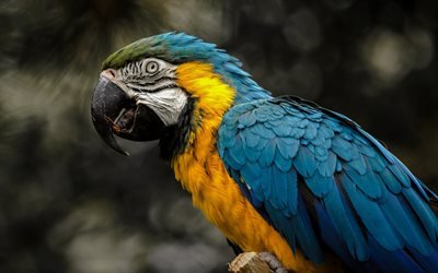Blue-and-yellow macaw, yellow-blue parrot, beautiful bird, macaw, rainforest, parrots
