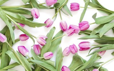 tulipas cor-de-rosa, flores da primavera, tulipas em um fundo branco, floral de fundo