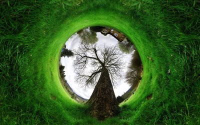 tree in circle, ecology concepts, green nature, creative, ecology, artwork, tree