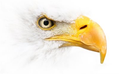Bald eagle, white background, bird of prey, symbol of USA, North America, dangerous birds