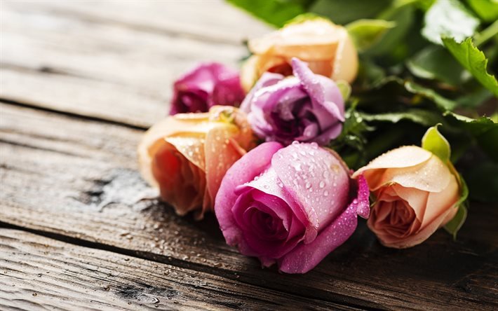 rosas coloridas, bokeh, flores coloridas, orvalho, rosas, bot&#245;es, colorido buqu&#234; de rosas, lindas flores, bot&#245;es coloridos, planos de fundo com flores