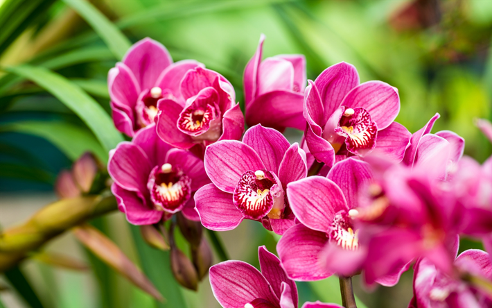 pink orchids, background with orchids, tropical flowers, orchid branch, orchids
