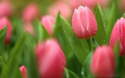 pink tulips, dew, bokeh, water drops, spring