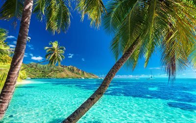 Maldives, sea, palm trees, summer, tropics