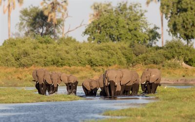 Elefanti, Africa, lago, natura, famiglia di elefanti