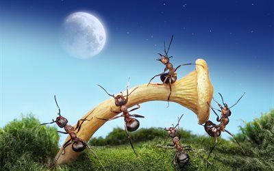 las hormigas, de setas, de noche, creativo