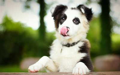 Border Collie, little cute puppy, white black small dog, pets, puppies